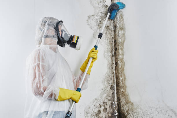 Crawl Space Mold Removal in Kaumakani, HI