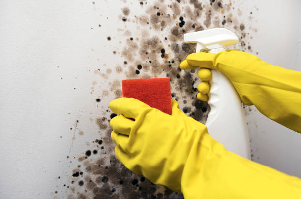 Best Mold Damage Repair  in Kaumakani, HI