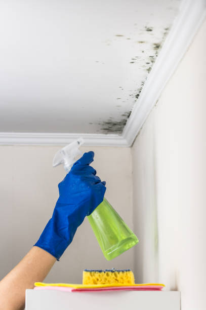 Best Mold Cleaning Services  in Kaumakani, HI